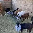 لبيع 3 تيوس و3 جفرات السوم 900