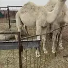 للبيع بكره وقعود ذبح لبنيت