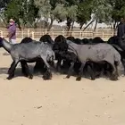 غنم عرب طيبه