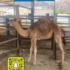 ملحمة ذبائح الحجاز- مخطط البدراني