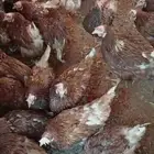 دجاج لوهمان بياض شرط بيور اصلي