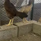 دجاج شامو ياباني