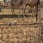 عونيه كفووو خفوت