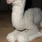 حوار ضيار فردي