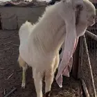 تيس طيب بالحيل