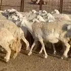 غنم حريات طيبه