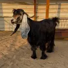 معزا عوارض عطر خصم