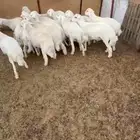 طليان حري للبيع