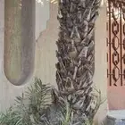 نخل وفسايل نخل