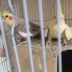 جوز عصافير كروان مع القفص والملحقات