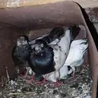 حمام باكستاني منتج ماشاءالله