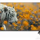 شاشة جى تك 50 بوصة عادية