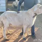 فحل حري مشروط