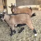 ماعز قزمي للبيع