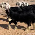 رخال نجد خصم منوة القناي