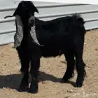 تيس عارضي ثني شرط القريع