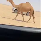جذعه