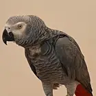 كاسكو أفريقي