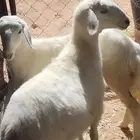 لبيع رخال العدد 2