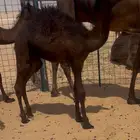 قعود
