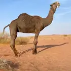 صفرا ثنية لقحة على بعير بكستاني