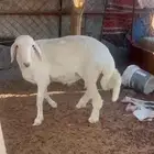 خروف كفوو للبيع واللي يبغا فديو موجود