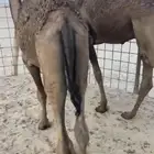 حشوان