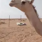 جذعه لقحه