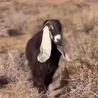 مطلوب معزا جملة