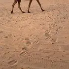 لقحه كفووو صفرر سديس