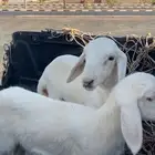 رخال فواخر