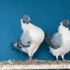حمام كنق