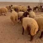 خرفان عدد 38