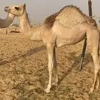 للبيع خلفه طيبه