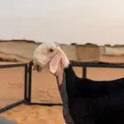مشروع فحل نجدي صنف.