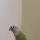 طير كنيور ضايع