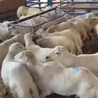 العزيزيه او غرب الرياض الجربوع