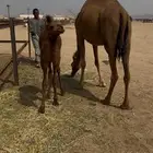 خلفه ساحليه ثليث