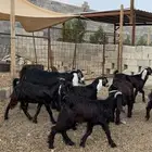 تيوس عوارض للبيع جملة وتفريد كاش وتمارا مع الذبح والتوصيل