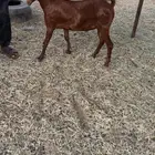 تيوس محايليه دهم وبيشيه ذبايح