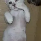 قطط بلدي