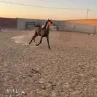 للبيع مهر