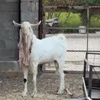 فحل هولندي ابرص