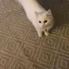 قطه أليف للبيع