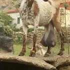 عنز تحتها ذكر