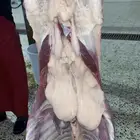 توفير ذبايح مع خدمه الذبح والتوصيل جده
