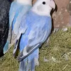 طيور