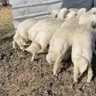 خرفان حريه ذبايح شحم
