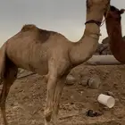 ركبي طايع رباع