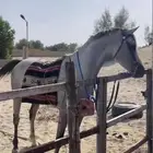 حصان شعبي
